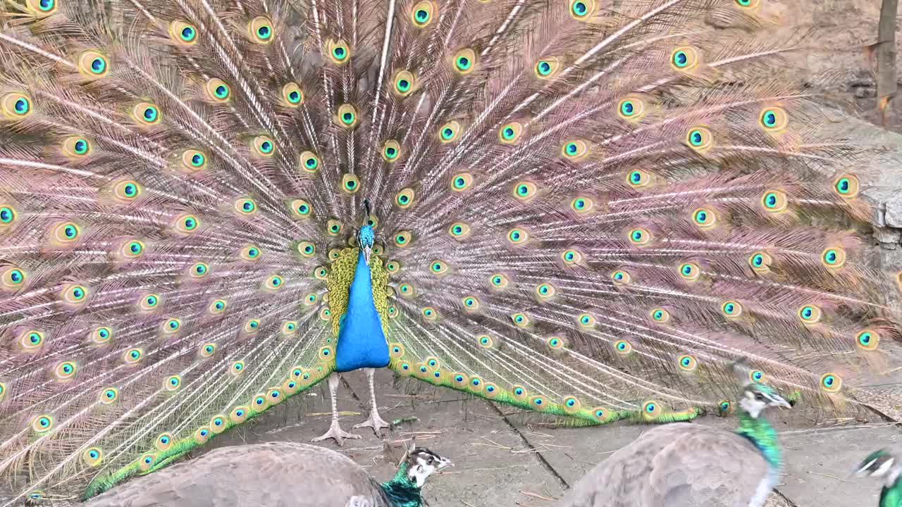 蓝孔雀是一种属于孔雀科的鸟视频下载