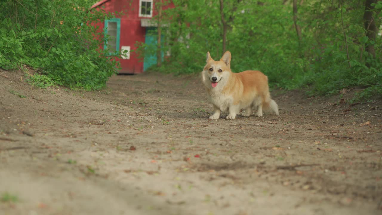 可爱的柯基小狗在公园里奔跑视频下载