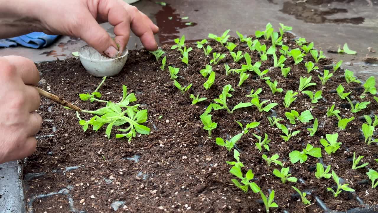 温室里的园丁正在移栽矮牵牛花幼苗，以便在土壤中生根视频下载