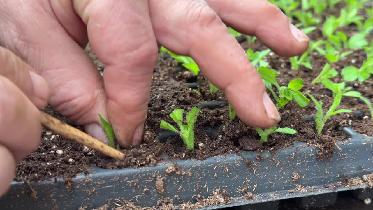 温室里的园丁正在移栽矮牵牛花幼苗，以便在土壤中生根视频下载