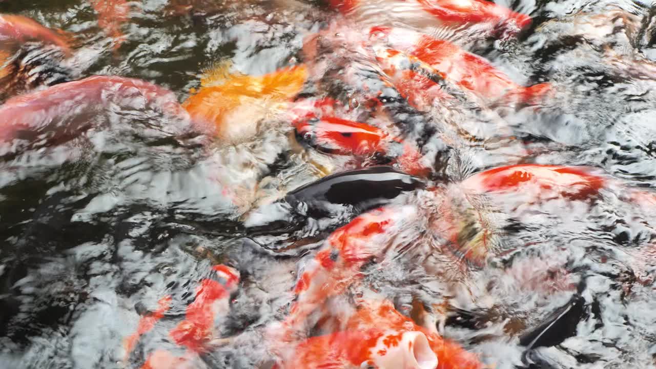 美丽多彩的鱼在池塘里游泳。视频下载