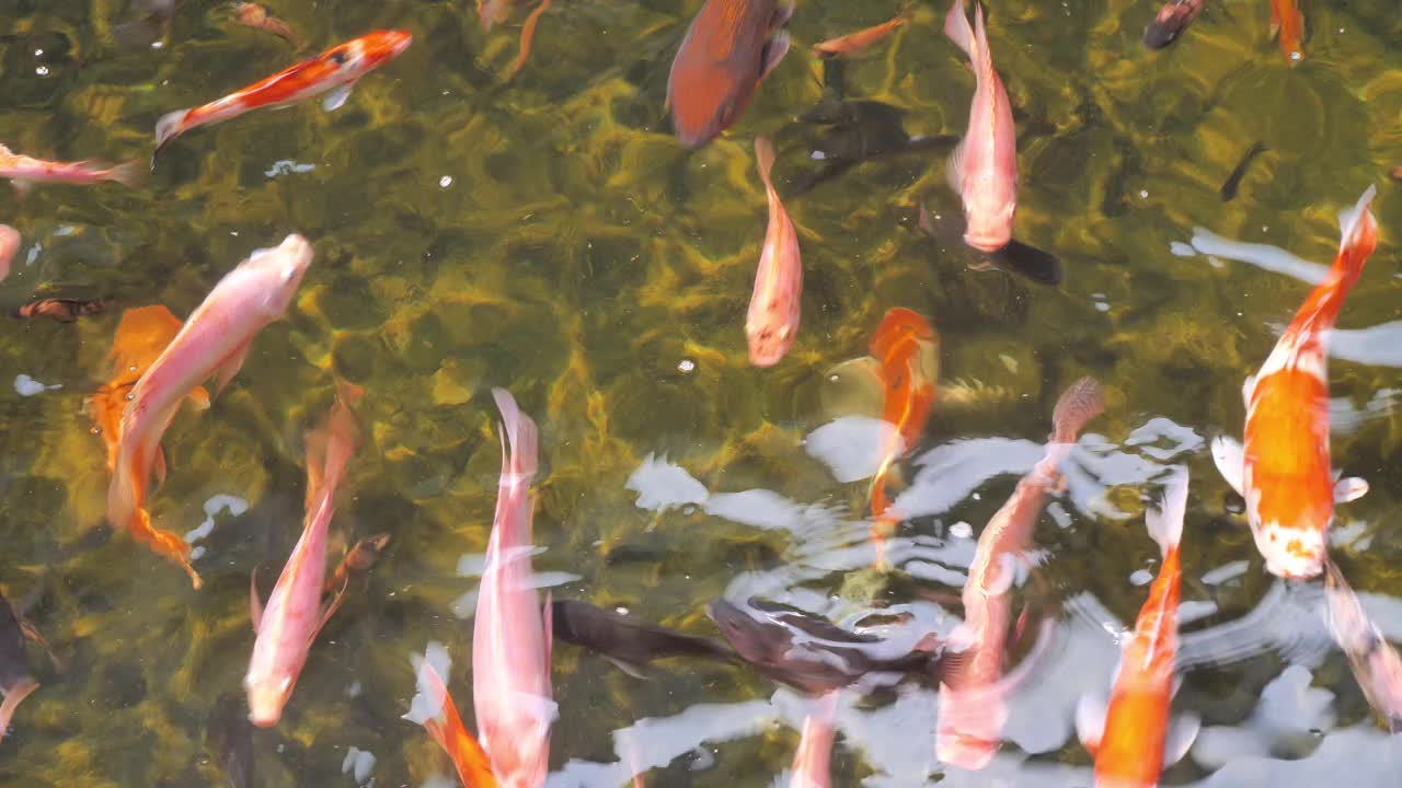 美丽多彩的鱼在池塘里游泳。视频下载