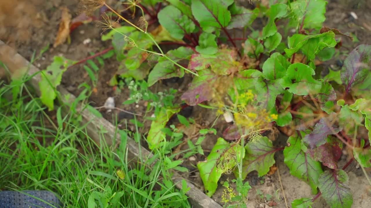 照料一个种着红甜菜的菜圃。戴着手套的女人在花园里拔草视频素材