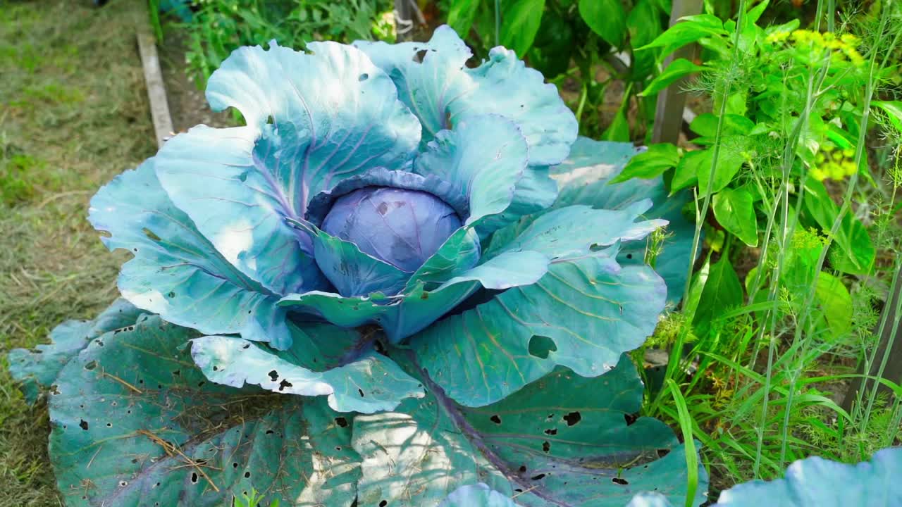 一丛郁郁葱葱的紫蓝色卷心菜生长在家里的花园床上。相机向蔬菜平滑滑动视频素材