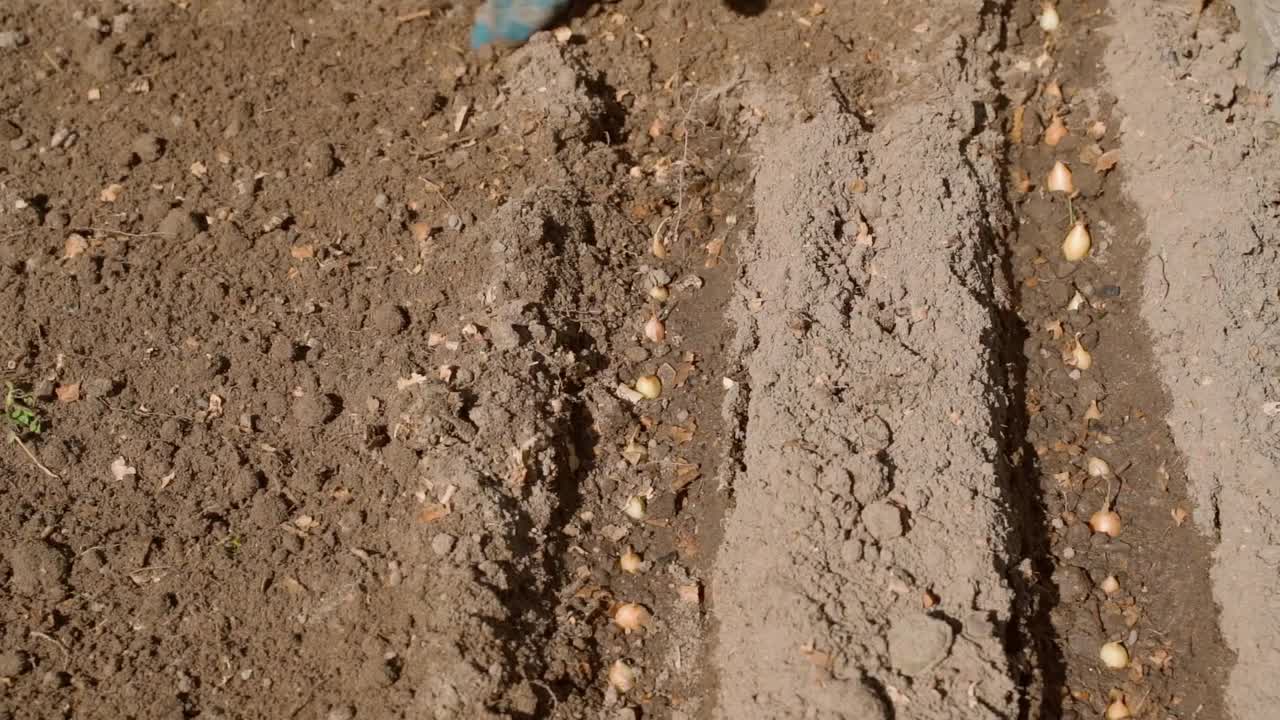 秋天，在土壤中播种洋葱种子，俯视图。一个戴着橡胶手套的女人的手把小洋葱球埋在花园的土壤里视频素材