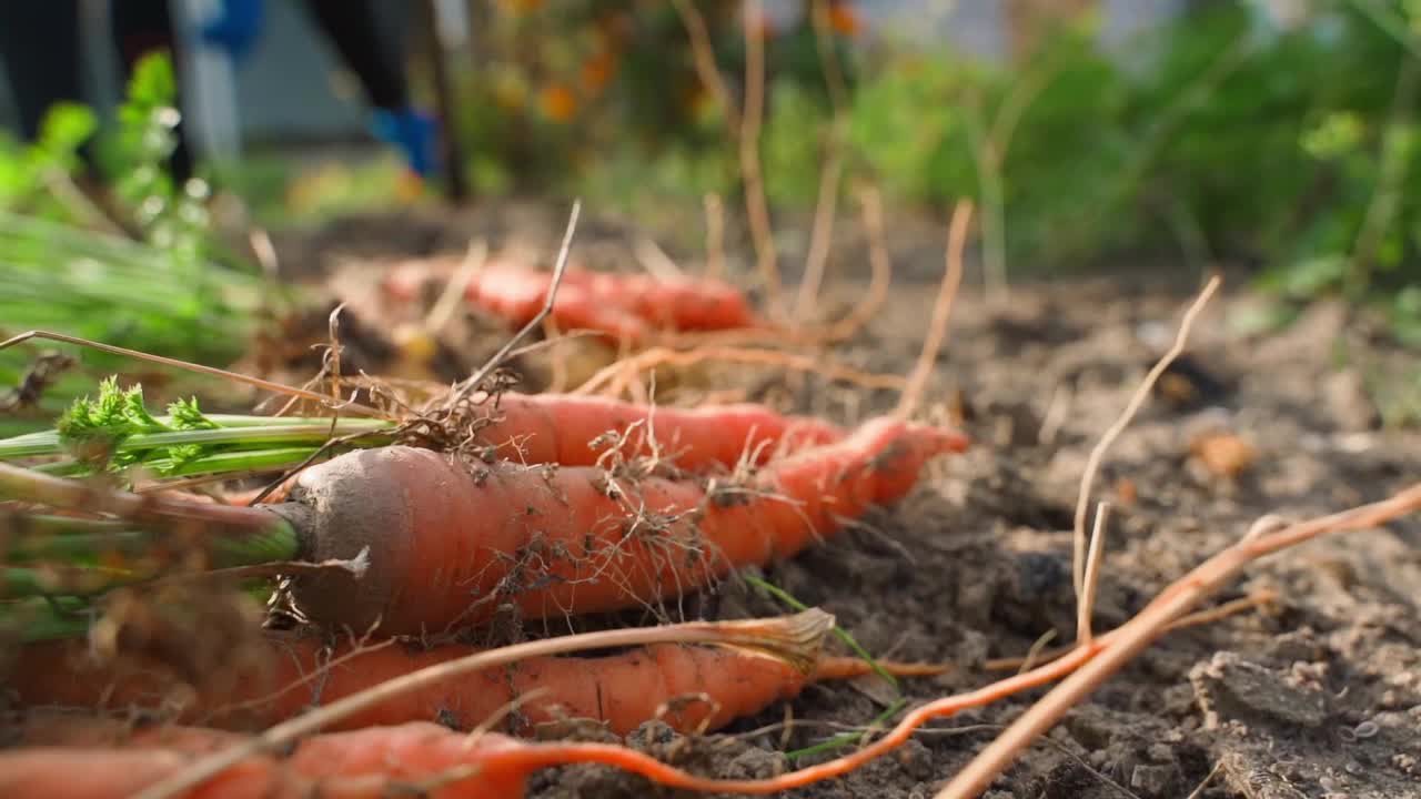 家庭菜园胡萝卜收获特写。蔬菜收获季节视频素材