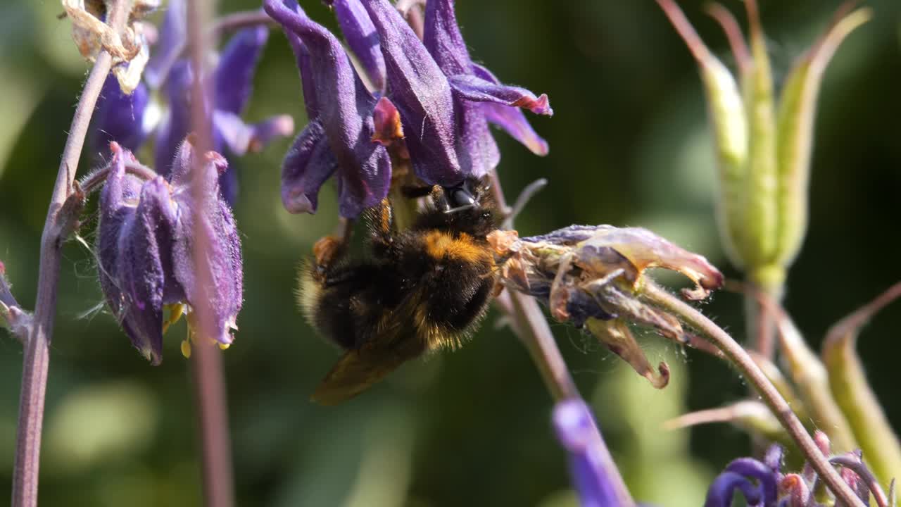秋天,春天。大黄蜂从蓝色的花上收集花粉。大黄蜂从秋天的蓝色中采集花蜜和花粉。视频下载
