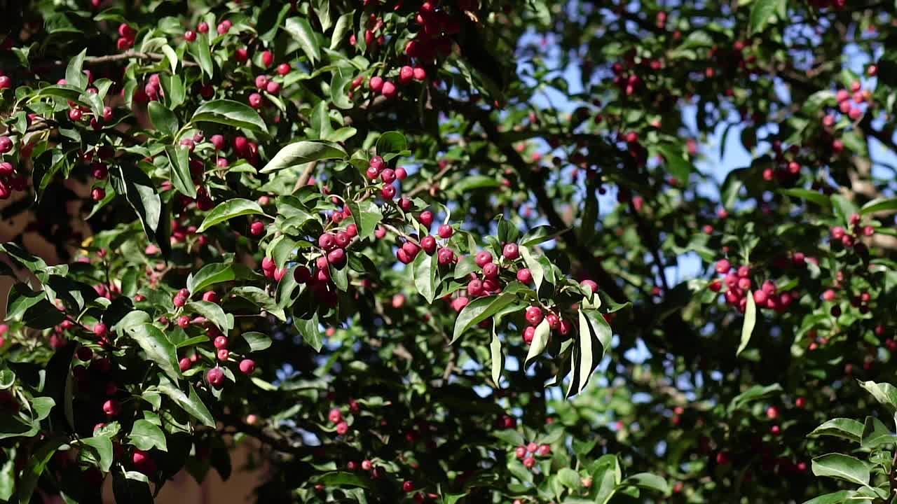 秋天的rowan树。罗文分支。视频下载