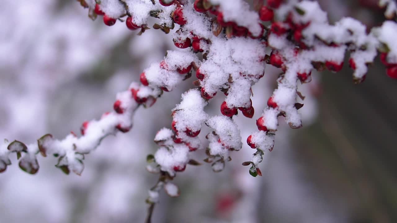 花楸树。雪中的罗文树枝。视频下载