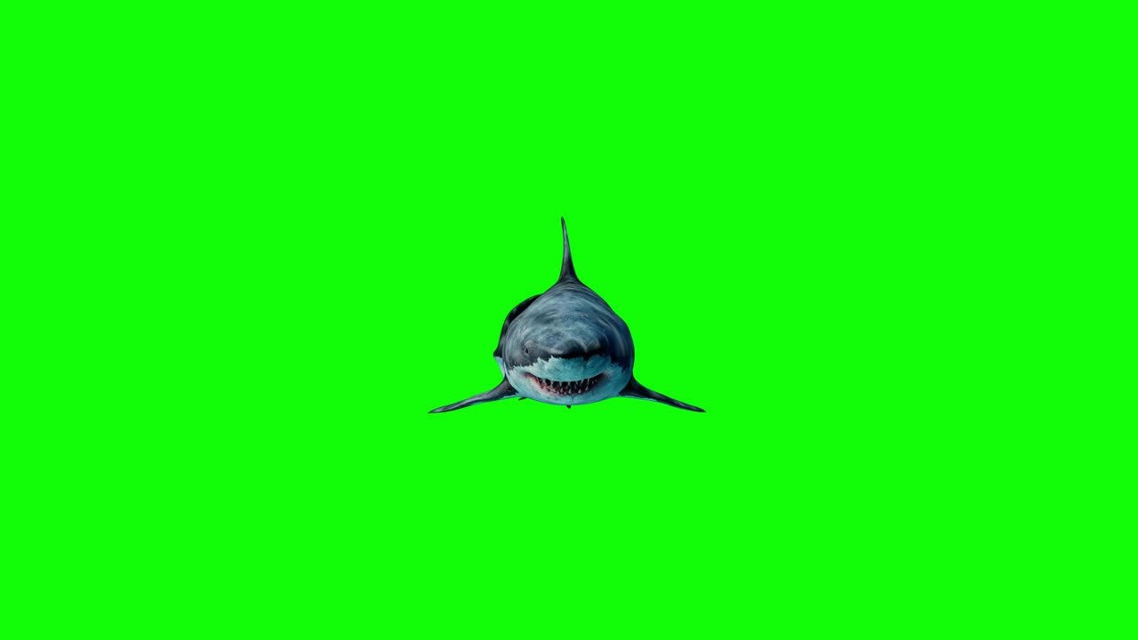 可怕的鲨鱼袭击观众视频下载