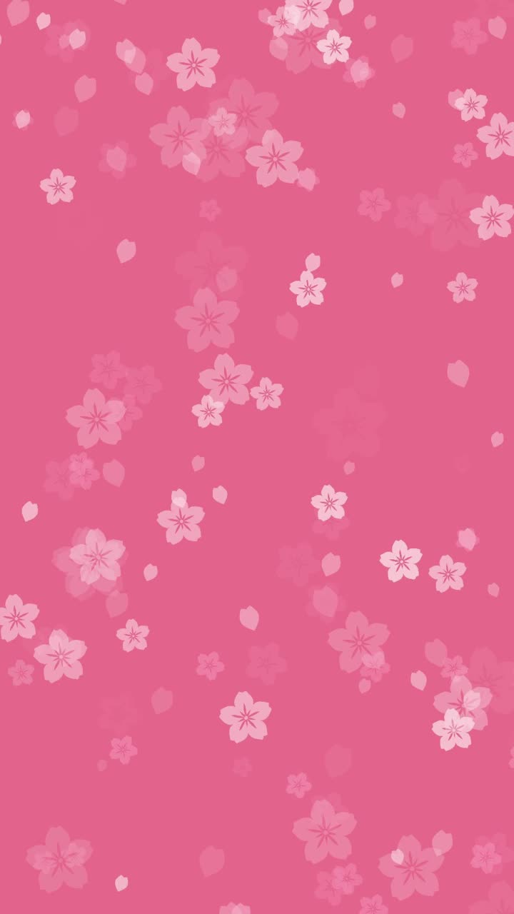 樱花落在粉红色的背景上视频素材