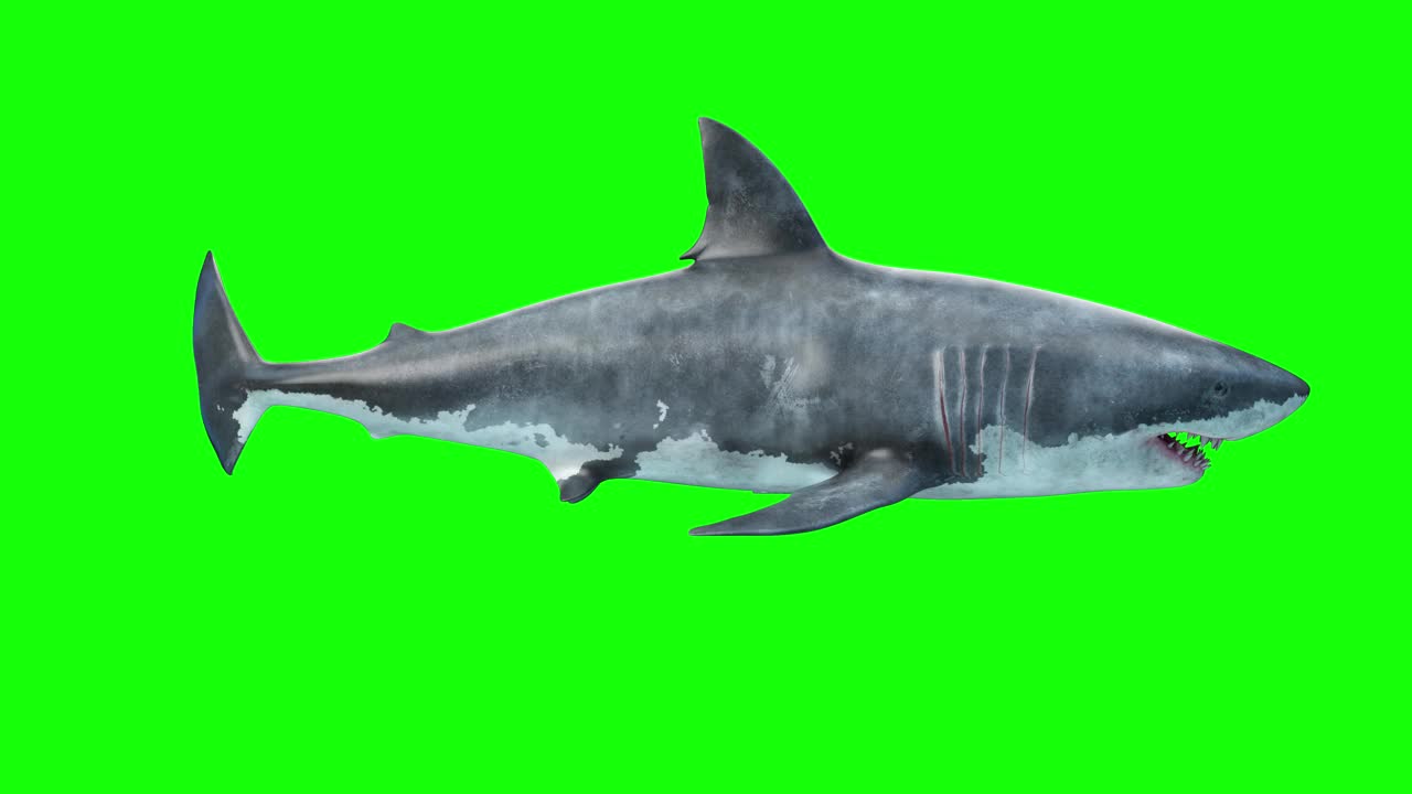 白鲨游泳侧视图视频下载