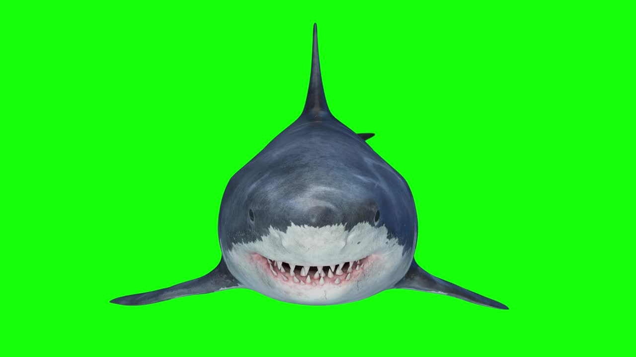 巨大可怕的大白鲨游泳前视图2视频下载