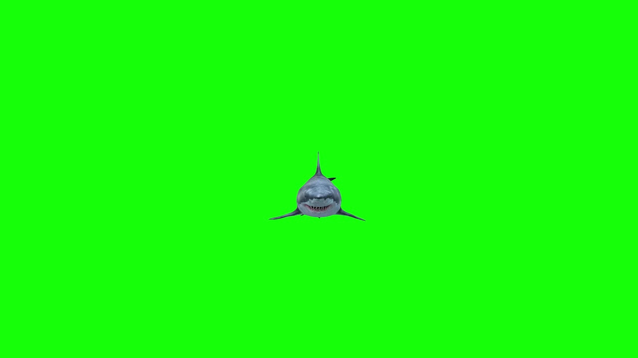 可怕的鲨鱼在相机旁边游泳视频下载