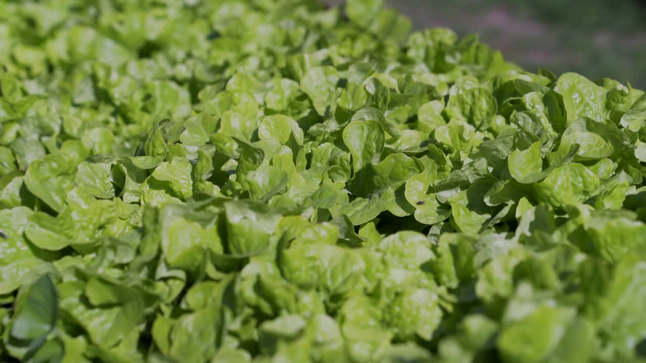 户外种植的绿色橡树生菜，用于制作沙拉。关闭了。视频下载