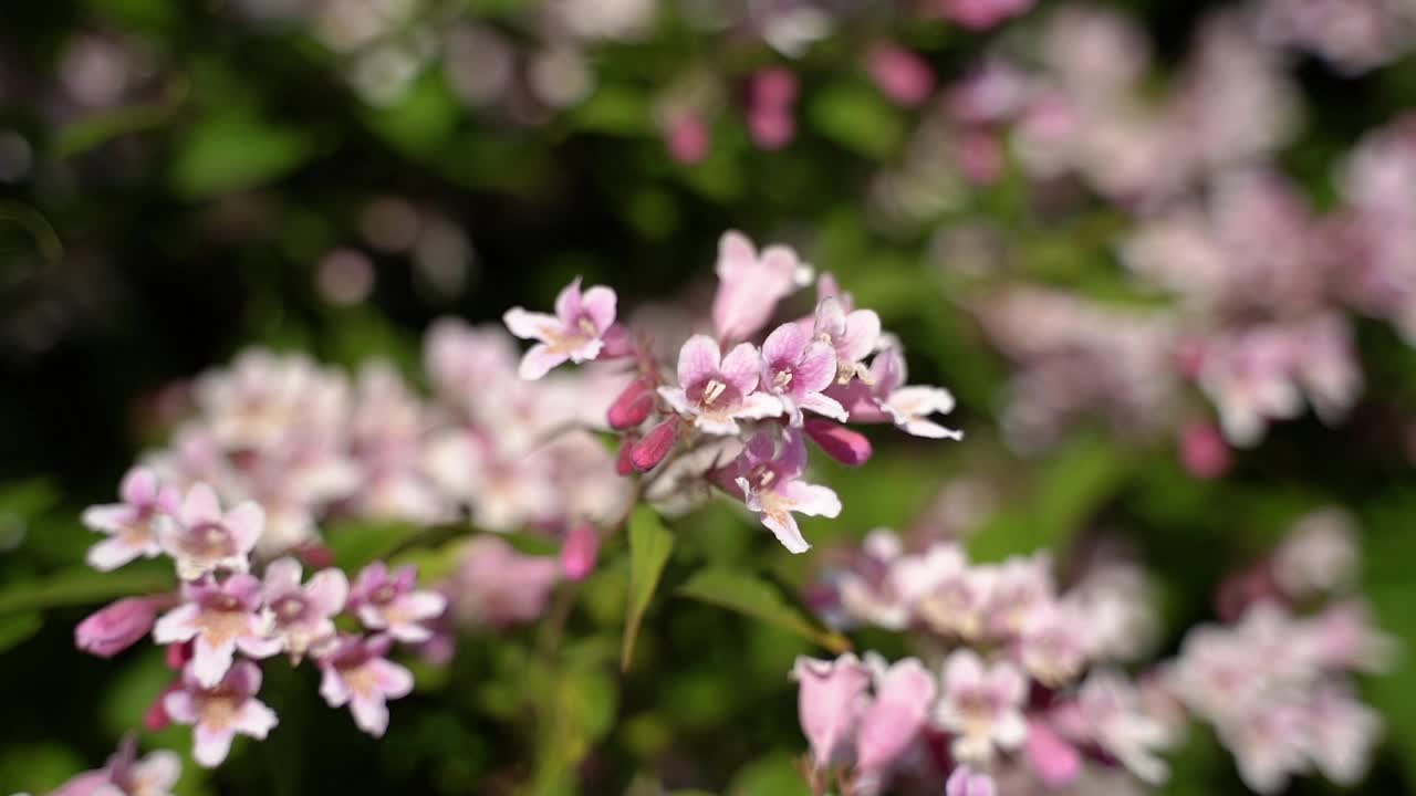 春天开花的树木。开着粉红色花的树。视频下载