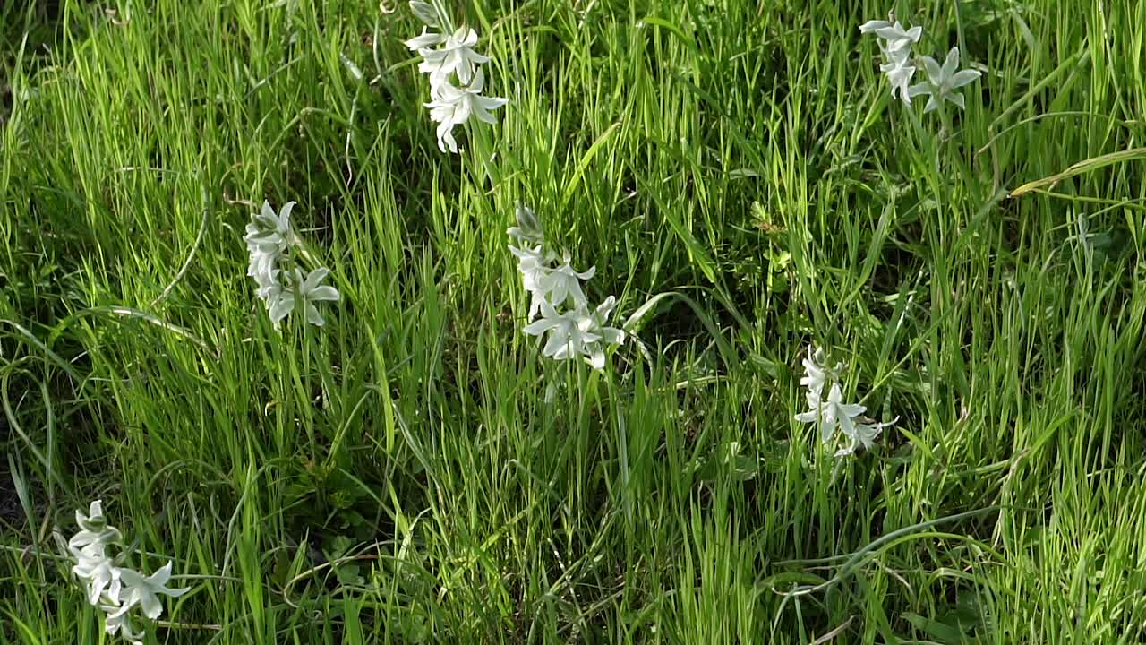 大自然。绿草上的白花。视频下载