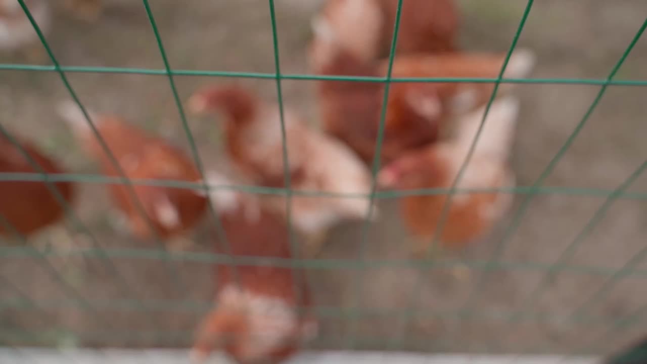 模糊的背景，棕色的鸡走在栅栏后面。关注前景视频素材