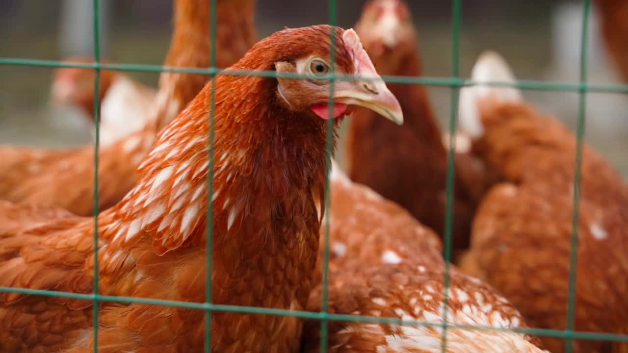 鸡在铁丝网后面，特写视频素材