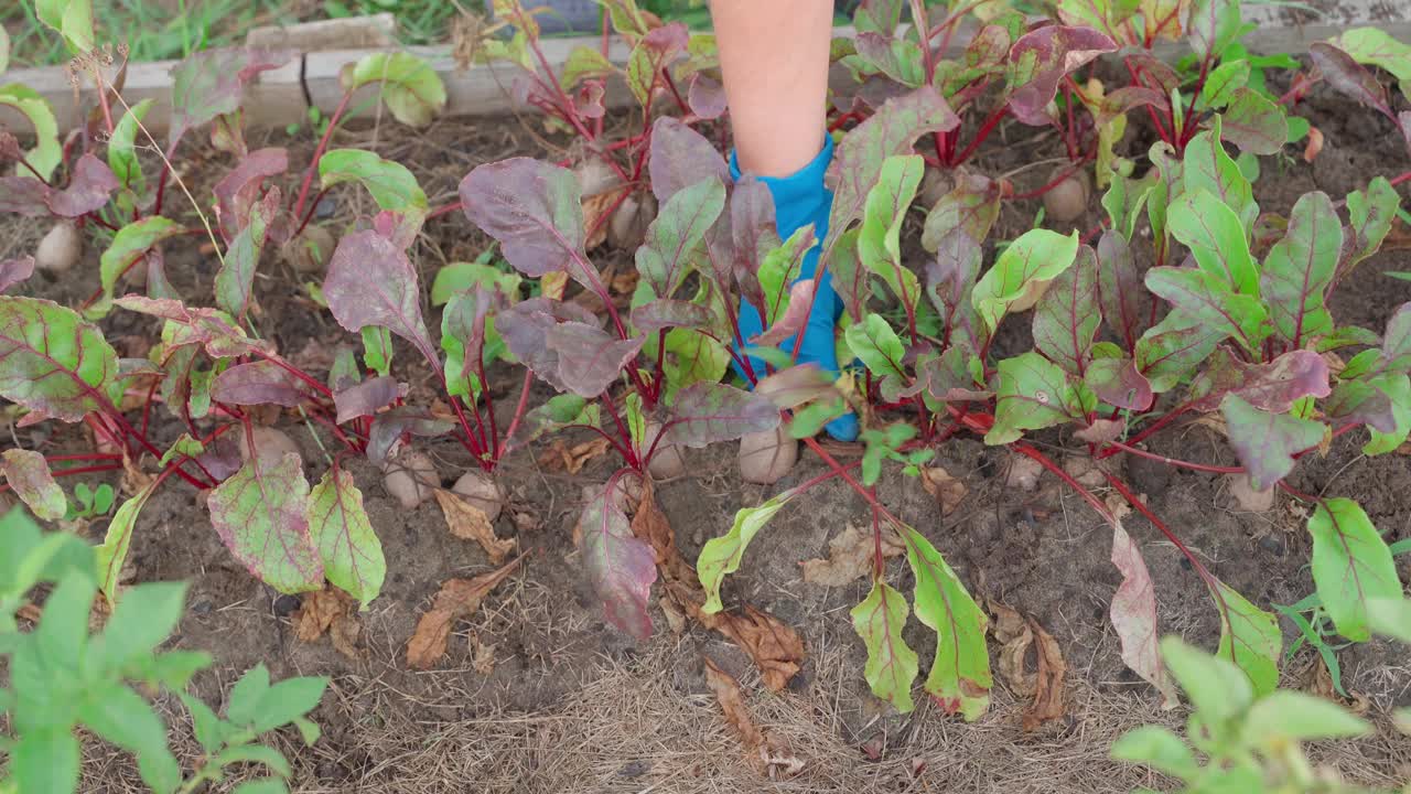 用手清理和拔除生长着红甜菜的杂草，俯视图视频素材