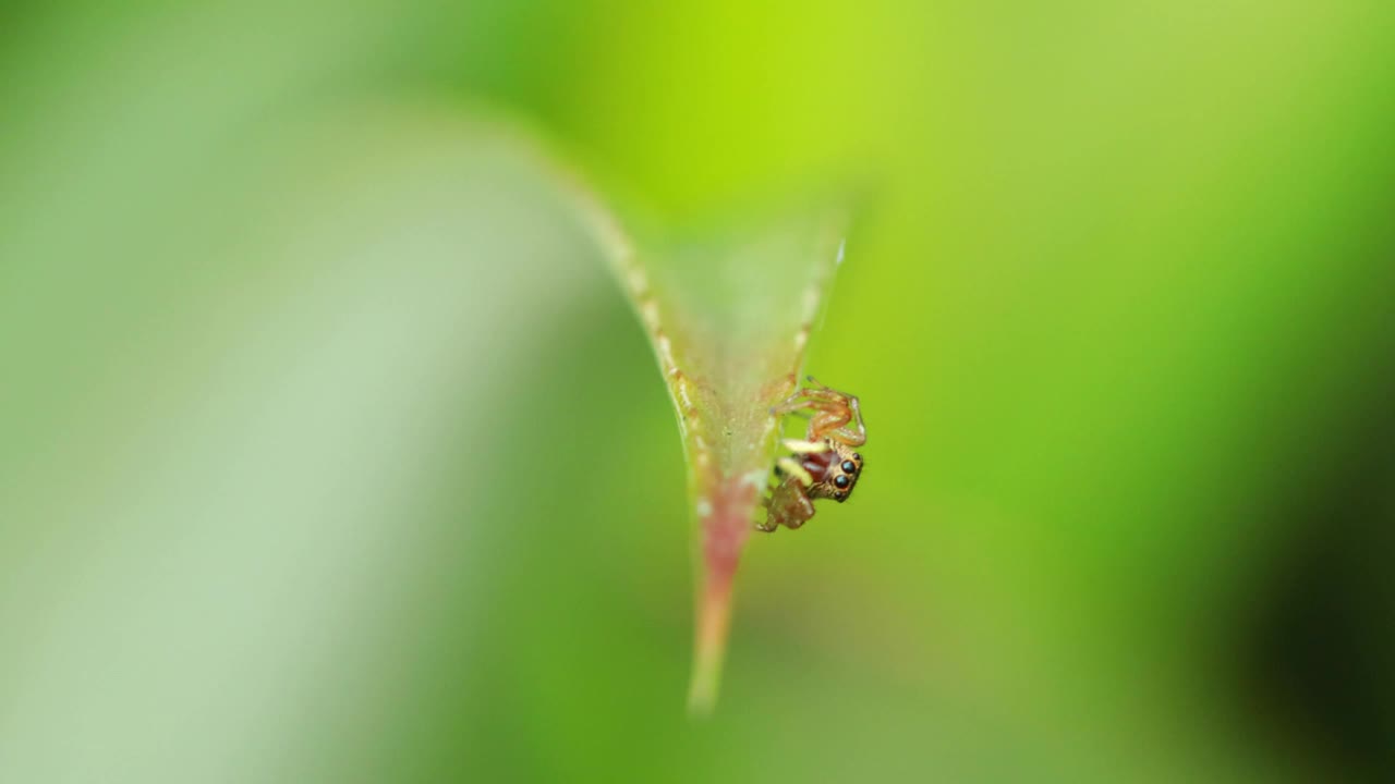 在植物上移动的跳蛛视频下载