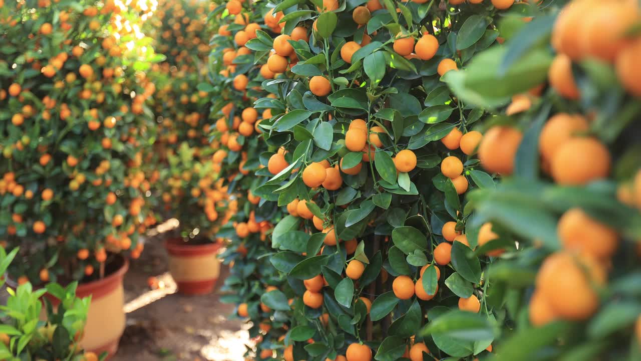 橘子长在树上，是中国新年快乐的装饰视频下载