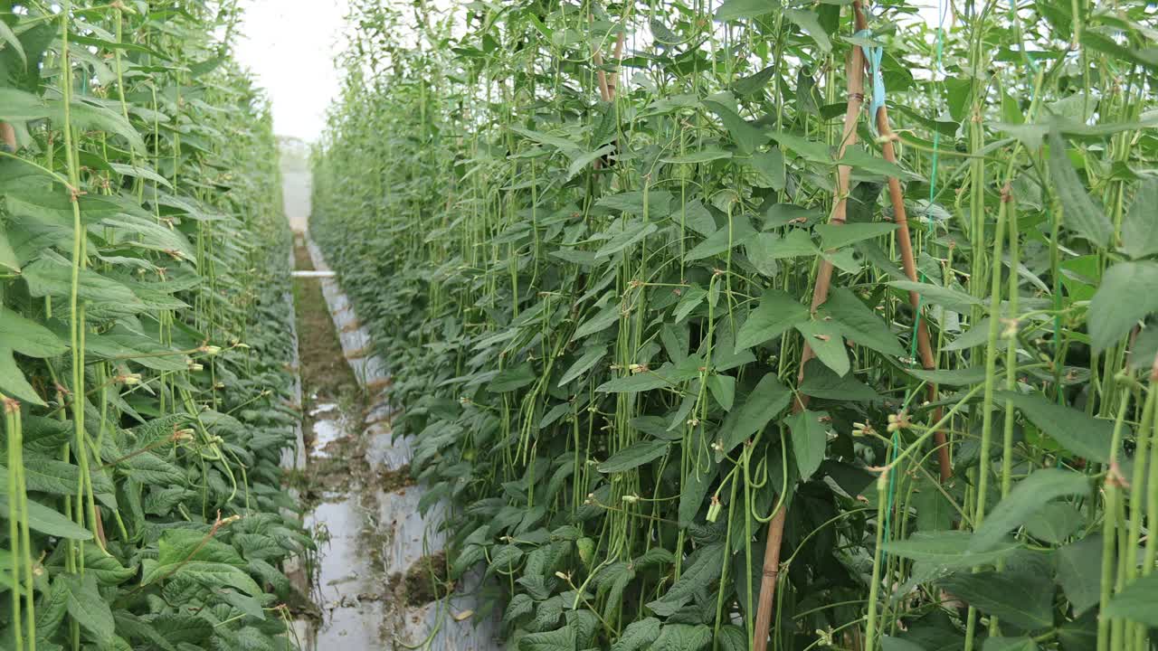 菜地生长的长豆植物视频下载