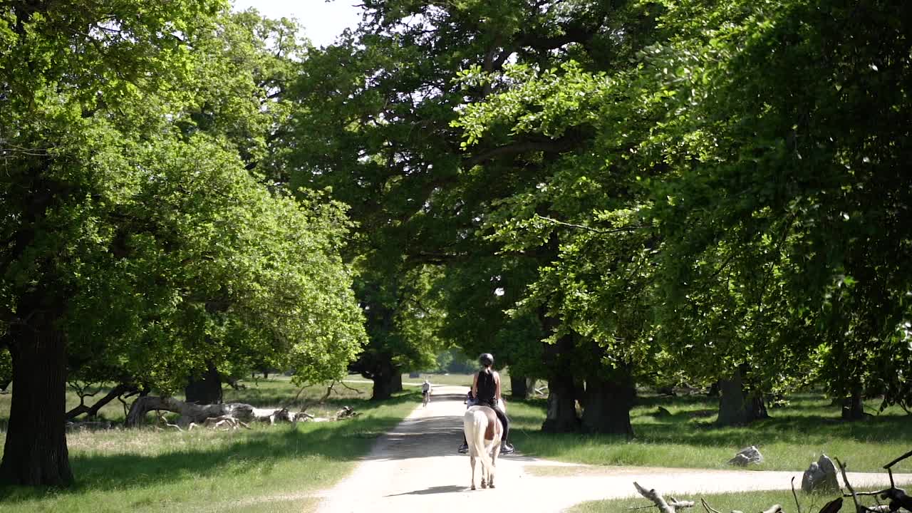 在公园骑马。一匹马沿着公园里的路走。视频下载