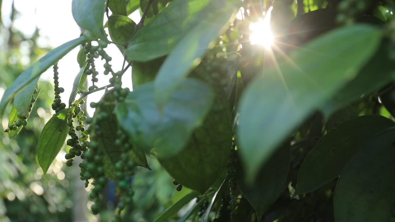 黑胡椒果实长在花园里的树上视频素材