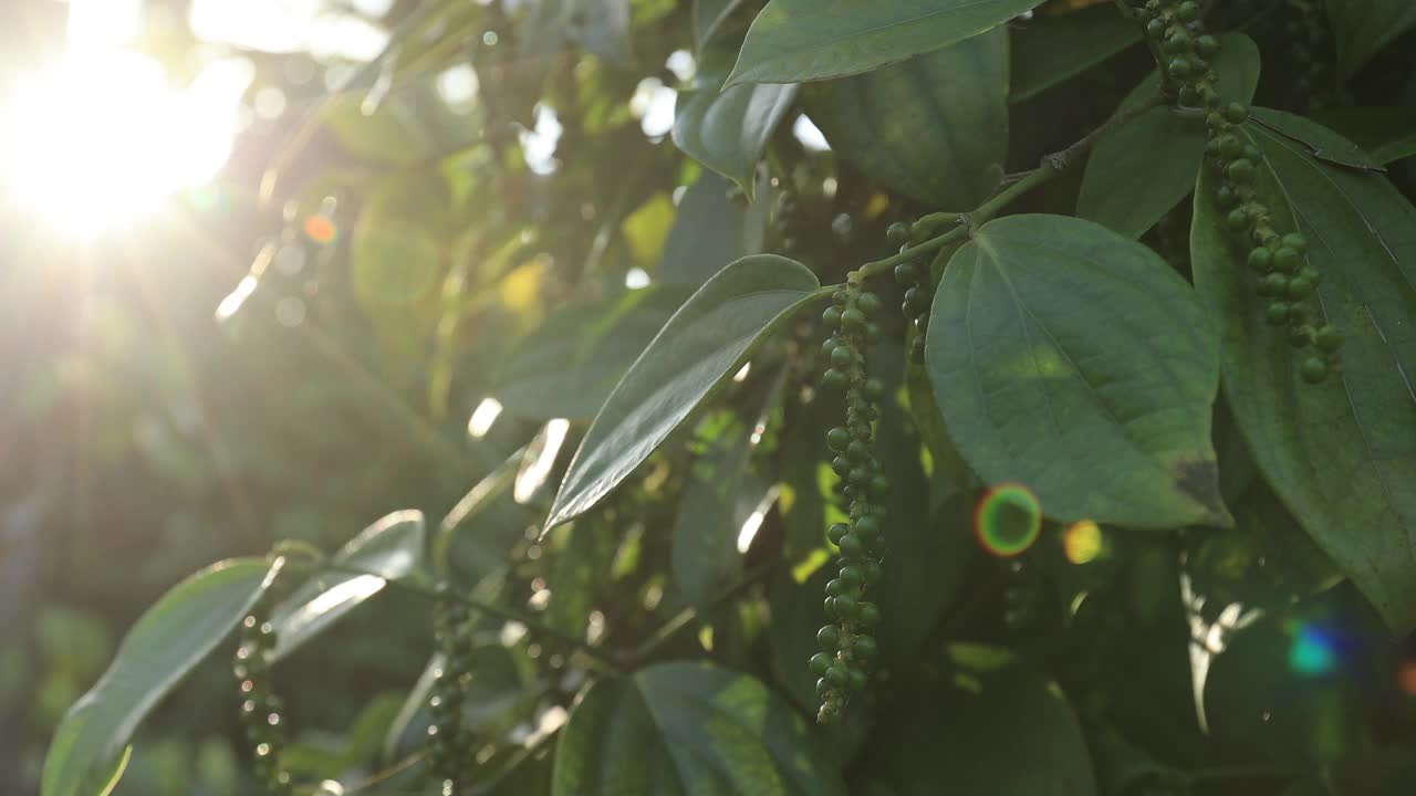 黑胡椒果实长在花园里的树上视频下载