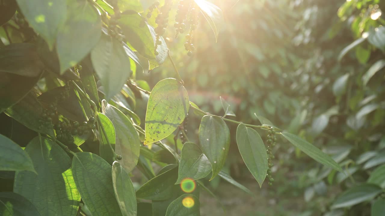 黑胡椒果实长在花园里的树上视频下载