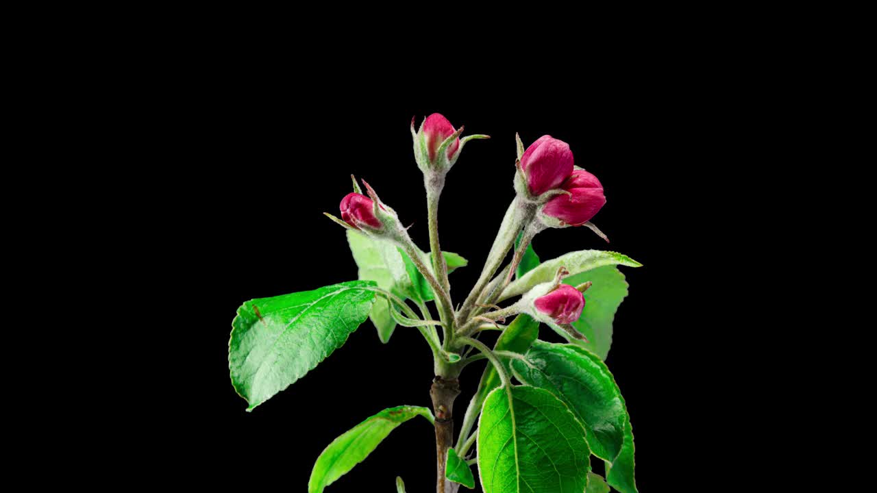 粉红色的苹果花盛开在黑色背景上的时间流逝。春树开花。美丽的白色花朵开得很快，黄色的雄蕊动视频下载