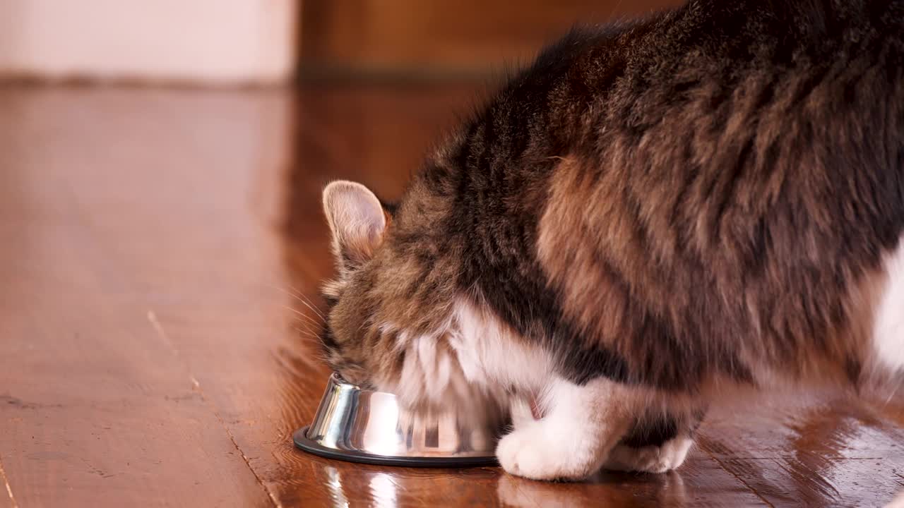 近距离观察吃银碗新鲜罐头猫粮的虎猫。家庭宠物喂养。宠物护理。视频下载