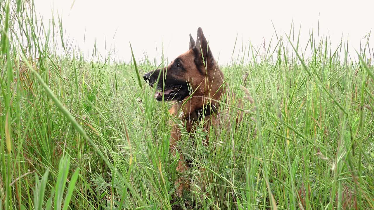 纯种德国牧羊犬在田野附近的草地上休息。春天的心情，家畜在户外玩耍，盯着镜头视频下载