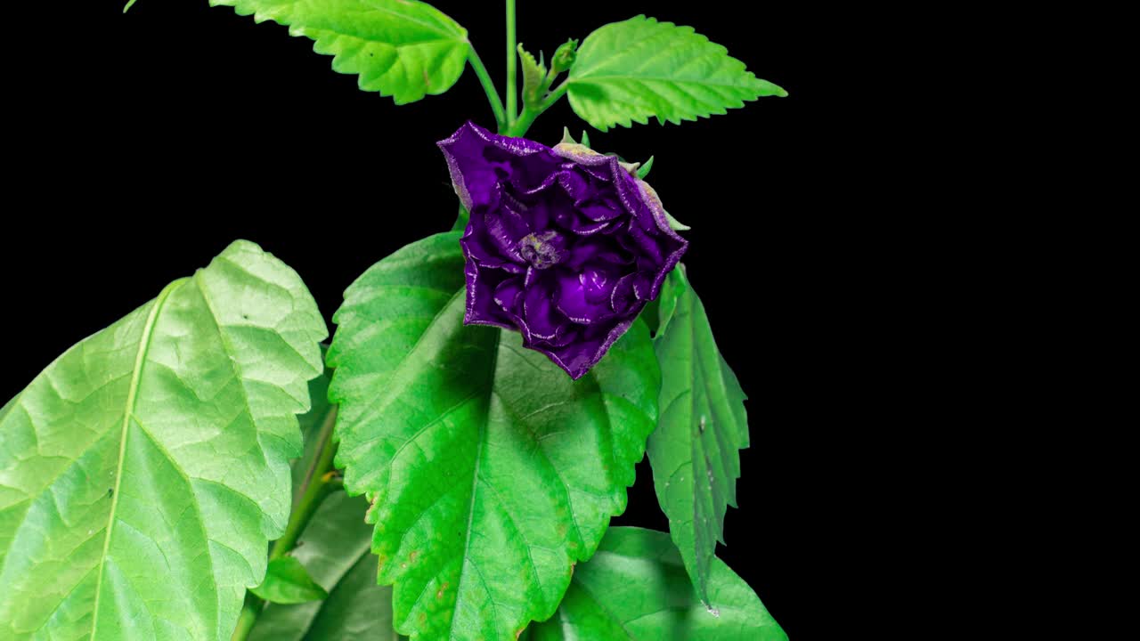 紫罗兰芙蓉开放特里花在时间推移上的叶子和黑色背景。蓓蕾开放，绽放成一朵紫色的大Сrimson花视频下载