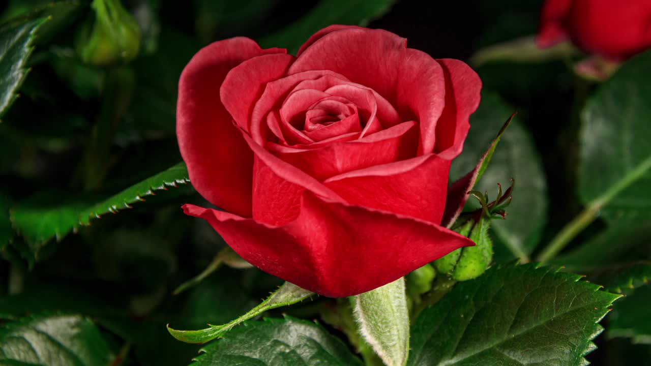 多色玫瑰开放花在时间推移上的叶子和黑色背景。蓓蕾开放，绽放成一朵大花。玫瑰从蓝色到红色Сolor在时间流逝视频下载
