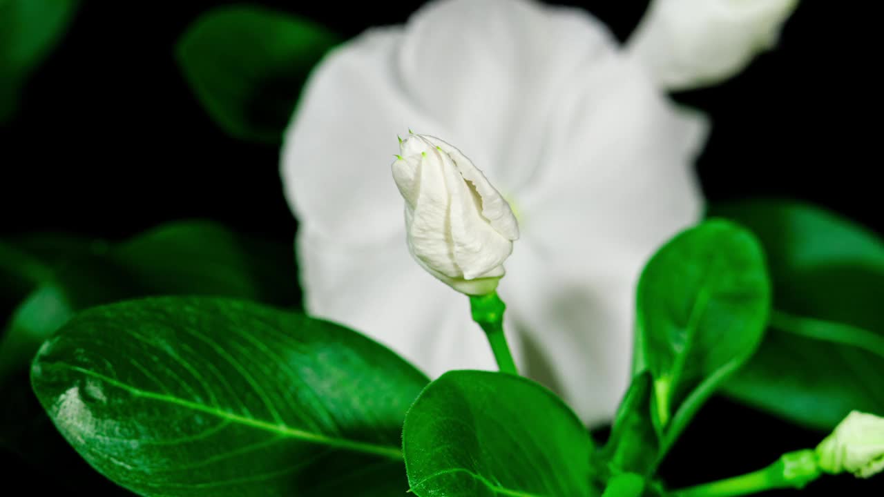 白色花Catharanthus在黑色背景上的延时绽放。常绿室内盆栽植物。长春花作为观赏和药用园林植物视频下载