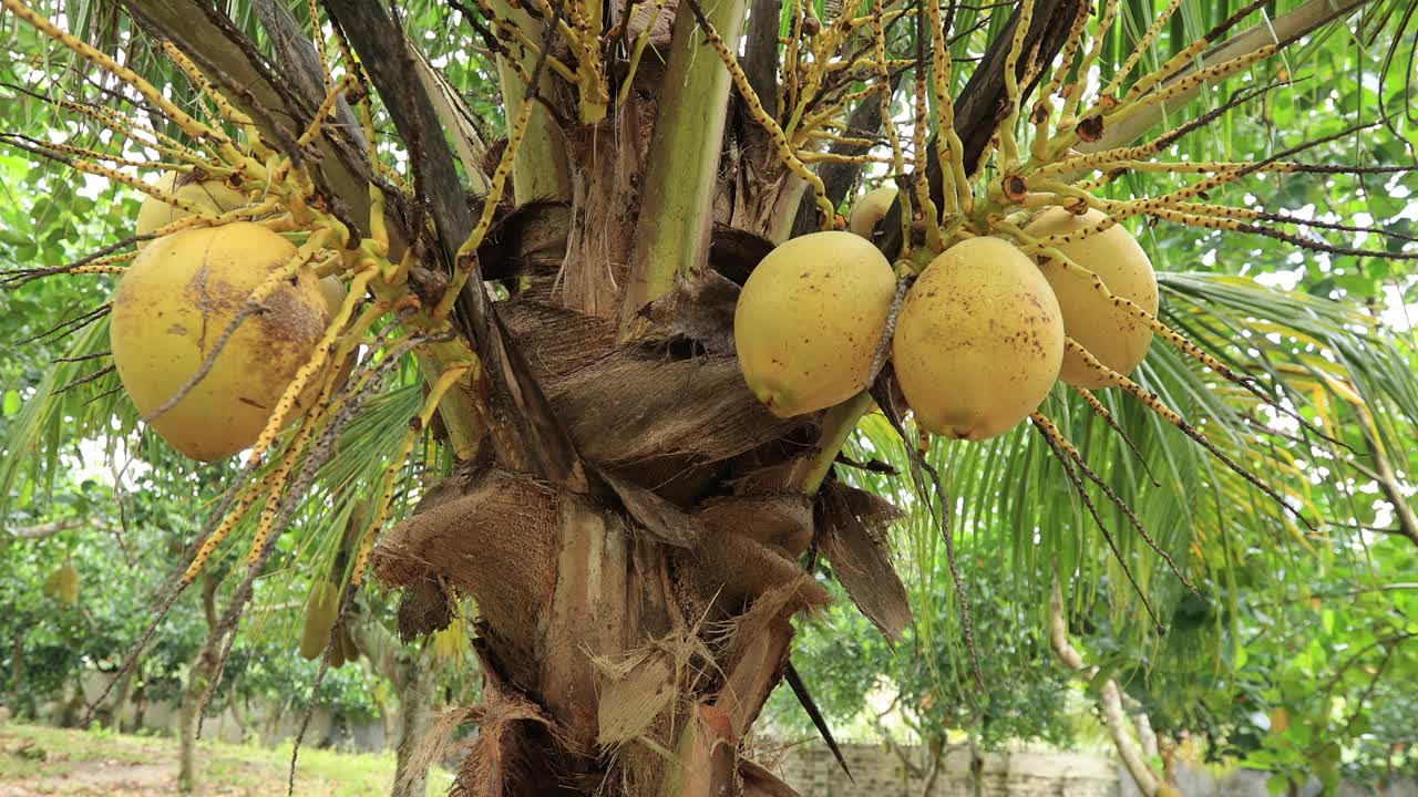 椰子果实长在树上视频下载