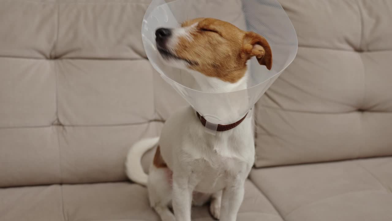 狗在手术后的康复中，戴着塑料锥体作为保护视频下载