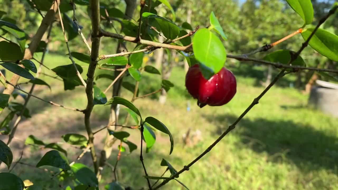 新鲜有机针叶樱桃视频下载