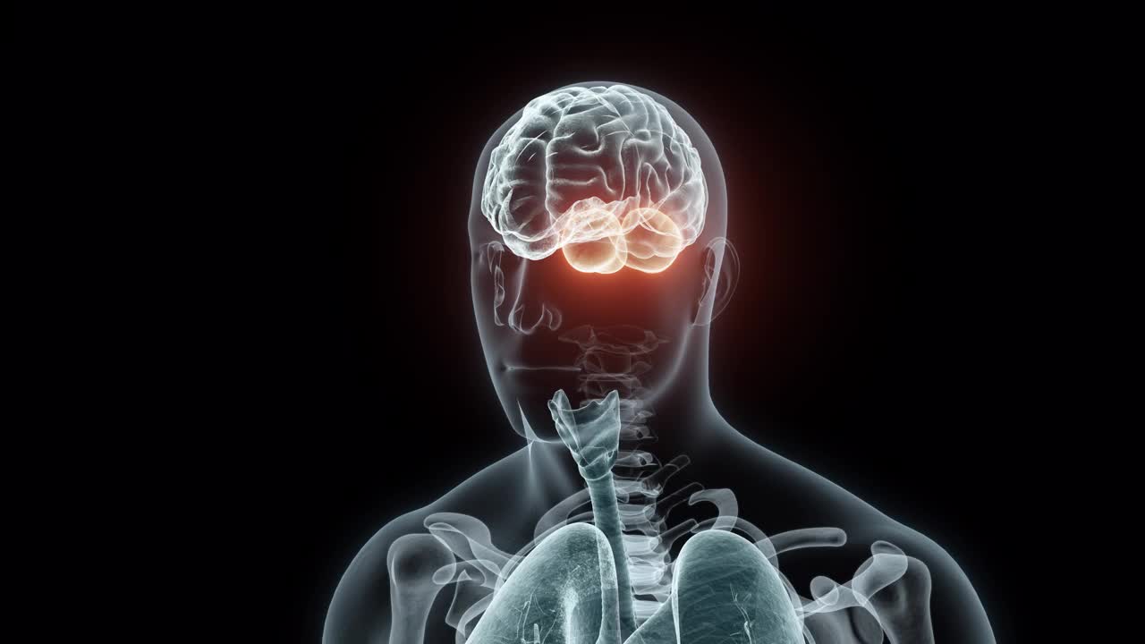 人类小脑的3D渲染医学动画。小脑x光片视频下载