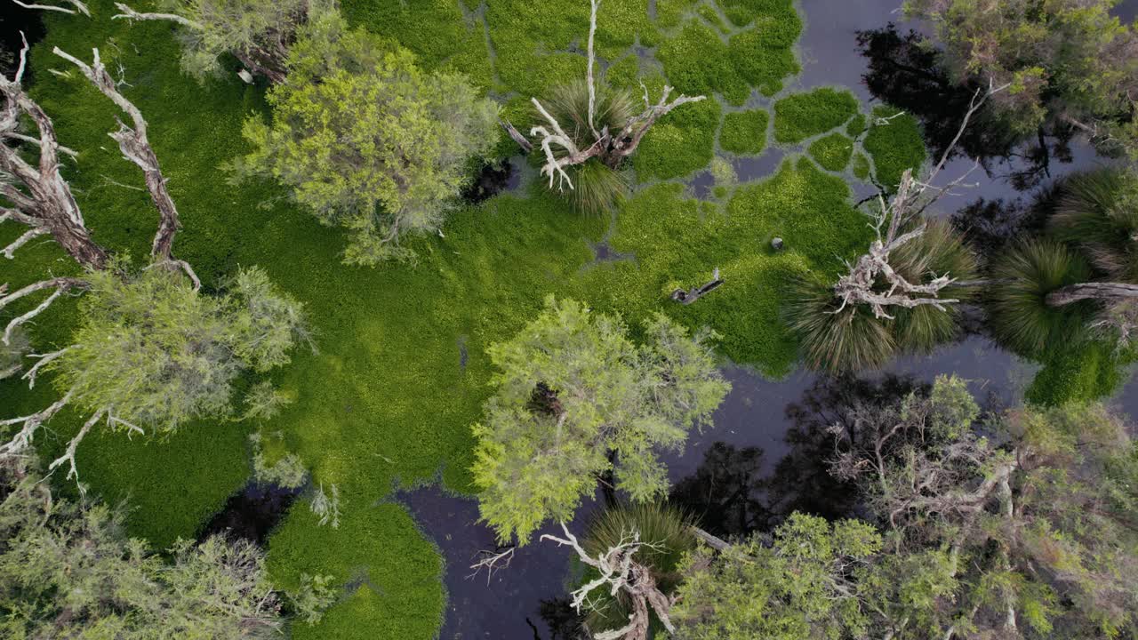 天然湿地鸟瞰图视频下载