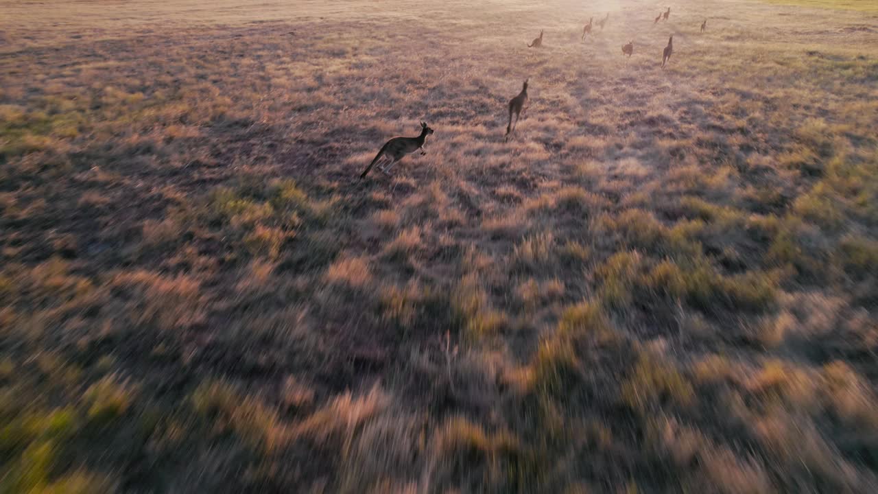 夕阳下奔跑的灰袋鼠群视频下载