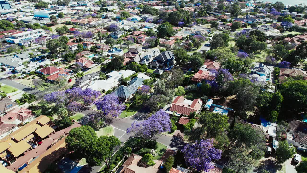 澳大利亚郊区蓝花楹盛开视频下载