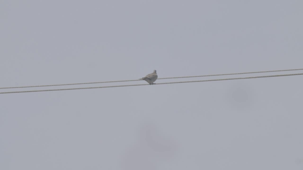 一只鸽子坐在巴林里法沙漠地区的电缆上视频下载