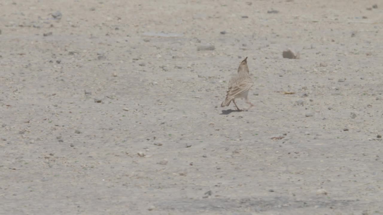 巴林里法沙漠地区觅食的凤头云雀视频下载