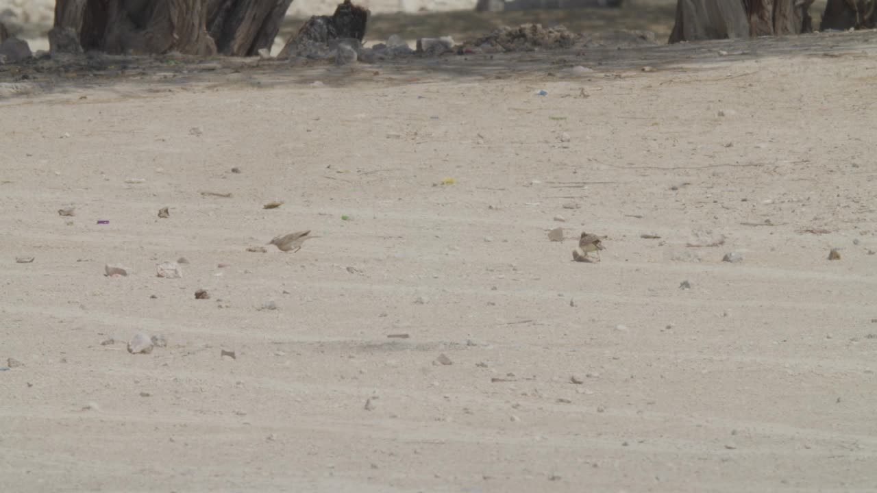 两只凤头云雀在巴林里法的沙漠地区觅食视频下载