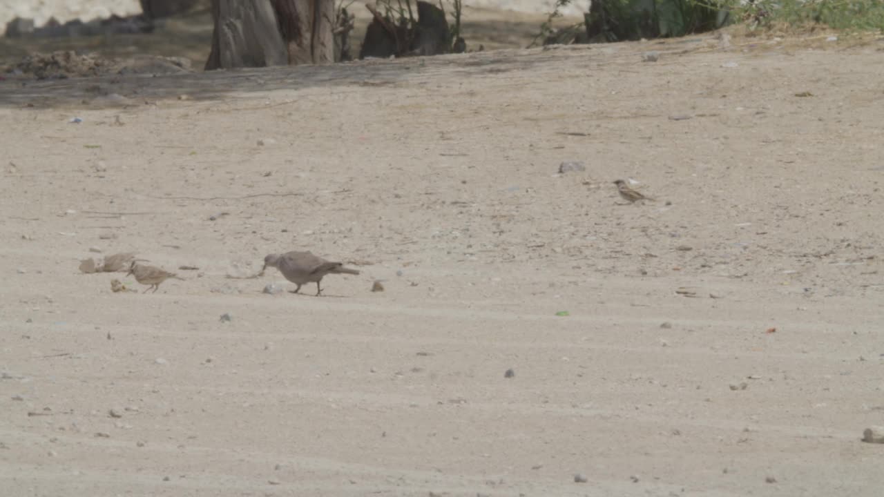 非洲颈鸽、凤头云雀和在沙漠觅食的麻雀视频下载