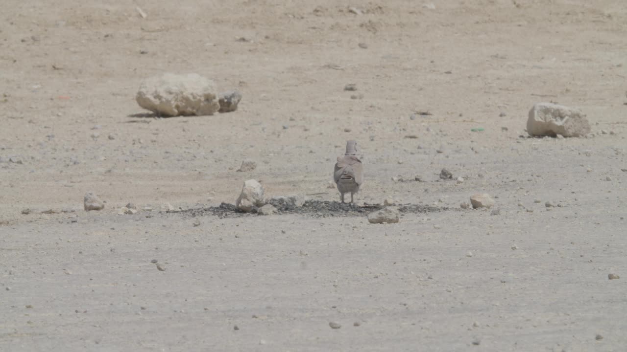 在巴林里法的沙漠地区觅食的非洲项圈鸽子视频下载