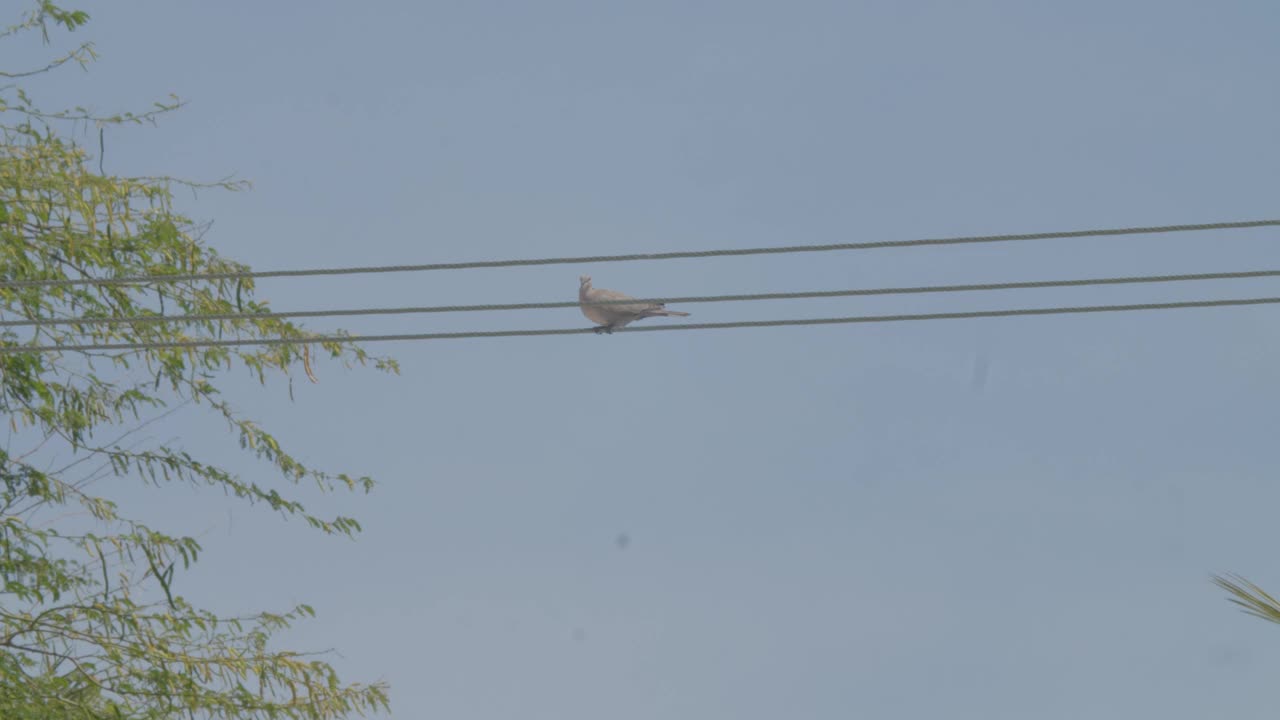 在巴林里法的沙漠地区，非洲项圈鸽子坐在电缆上视频下载